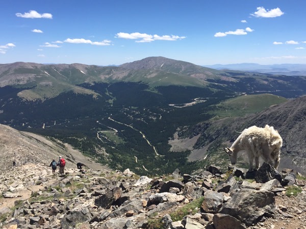 Mountain Goat Atop Quandary Peak